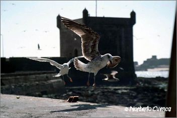 074marruecos 2003-essaouira-fortaleza y gaviotas